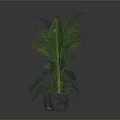 Indoor Tropical Plants with Green Patterned and Gray Pots on Dark Reflective Surface