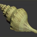 Spiral Shaped Yellow Brown Conch Shell With Textured Surface And Smooth Finish 3d model