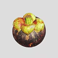 Fresh Ripe Mangosteen with Dark Purple Rind and Green Calyx Tropical Exotic Fruit