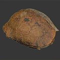 Reptile Turtle Shell Featuring Orange Brown Patterned Texture on Dark Background