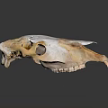 Animal Skull With Horns Showing Natural Bone Structure Of Fur Bearing Mammal