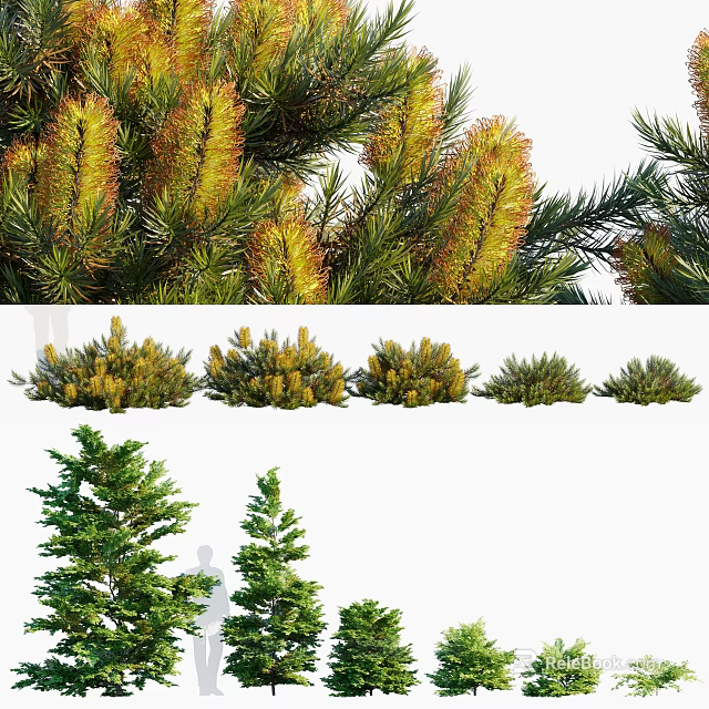 Various Types of Shrubs with Yellow Flower Spikes and Green Foliage for Garden Landscaping 3d model 