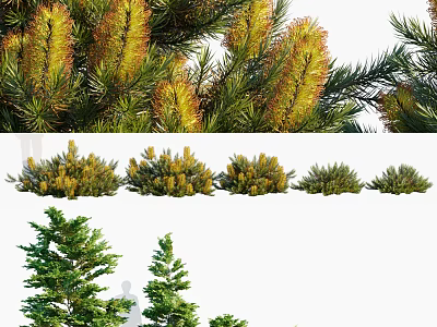 Various Types of Shrubs with Yellow Flower Spikes and Green Foliage for Garden Landscaping 3d model