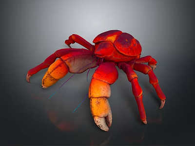 3D Rendered Red And Orange Crab With Large Claws On Gray Background 3d model