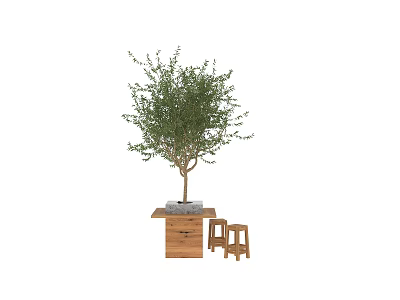 Decorative Olive Tree Bonsai Plant on Wooden Table with Small Stools 3d model