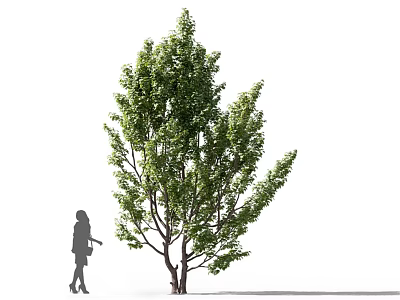 Tall Full Green Leafy Arbor With Branches Beside Silhouette Person 3d model