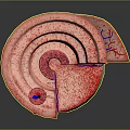 Human Organ And Hair Follicle Cross Section With Blood Vessels And Tissue Layers
