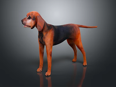 Brown and Black Dog with Long Floppy Ears Standing on Reflective Surface against Grey Background 3d model