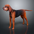 Brown and Black Dog with Long Floppy Ears Standing on Reflective Surface against Grey Background