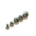 Stylish Decorative Ornament Set with Glass Globes Succulents Green Plants and Wooden Bases