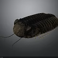 Detailed Trilobite 3D Model Featuring Compound Eyes Carapace Antennae And Legs