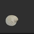 Detailed White Seashell With Natural Textured Surface On Black Background Artwork 3d model