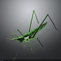 Green Praying Mantis With Slender Legs On Dark Reflective Background Surface 3d model