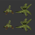 Green Decorative Plants with Brown Spots on Leaves and Different Sizes
