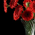 Beautiful Red Gerbera Daisies Arranged in Transparent Glass Vase Against Black Background