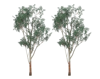Two Tall Arbor Trees With Lush Green Foliage And Brown Trunks 3d model