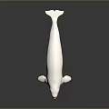 White Beluga Whale Isolated on Dark Background Marine Life Illustration
