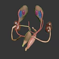 Medical Device 3D Anatomical Model Of Urinary System Organs Including Kidney Ureter And Bladder