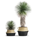 Bonsai Potted Plants With Long Leaves In Various Sizes And Stylish Planters