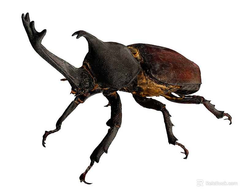 Large Horned Reptile With Dark Exoskeleton And Long Legs On White Background 3d model 