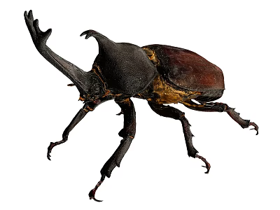 Large Horned Reptile With Dark Exoskeleton And Long Legs On White Background 3d model