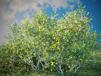 Vibrant Shrub with Green Leaves Yellow Flowers Under Blue Sky White Clouds and Green Grass 3d model