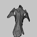 University of Wyoming Prehistoric Fossil Skull With Detailed Bone Structure