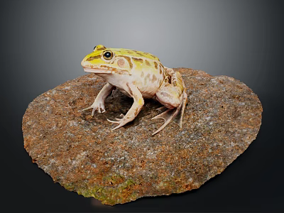 Yellow and Green Spotted Frog Perched on Rough Textured Rock Surface 3d model