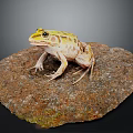 Yellow and Green Spotted Frog Perched on Rough Textured Rock Surface 3d model