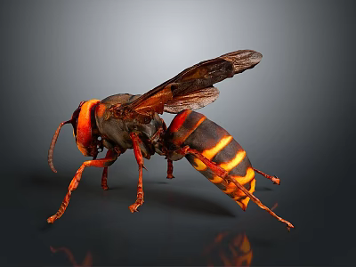 Orange Black Striped Hornet With Transparent Wings And Long Legs On Dark Background 3d model