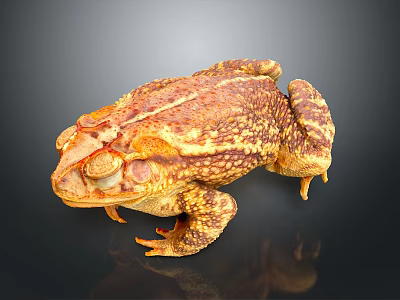 Brown and Yellow Toad With Bumpy Skin On Dark Background And Reflection 3d model