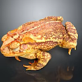 Brown and Yellow Toad With Bumpy Skin On Dark Background And Reflection
