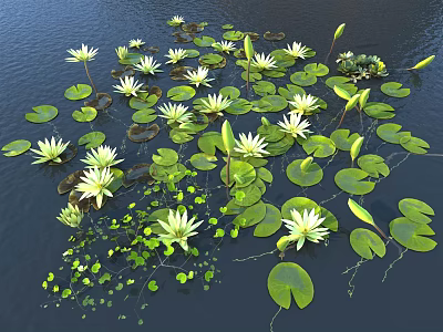 Blooming White Water Lilies With Green Lily Pads Floating On Calm Water Surface 3d model