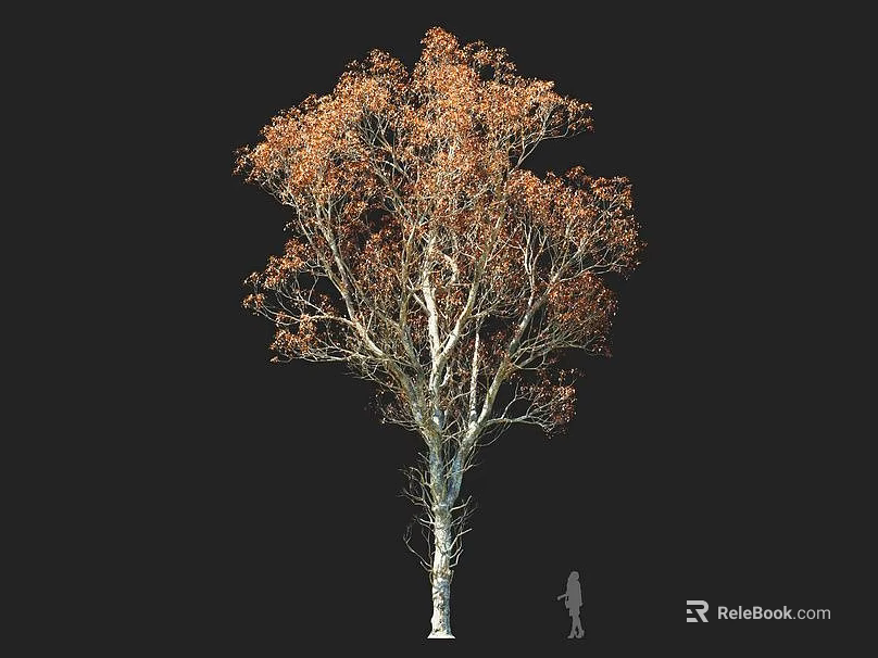 Tall Arbor With Orange Yellow Leaves White Trunk And Small Human Figure Against Black Background 3d model 