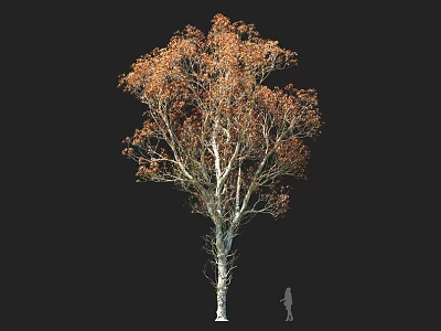 Tall Arbor With Orange Yellow Leaves White Trunk And Small Human Figure Against Black Background 3d model
