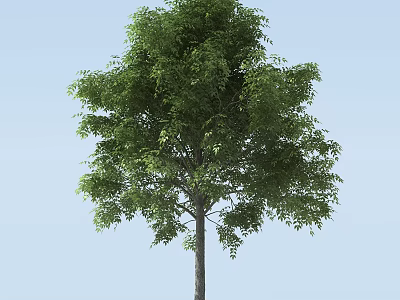 Lush Green Arbor With Strong Trunk And Dense Foliage Against Clear Sky 3d model