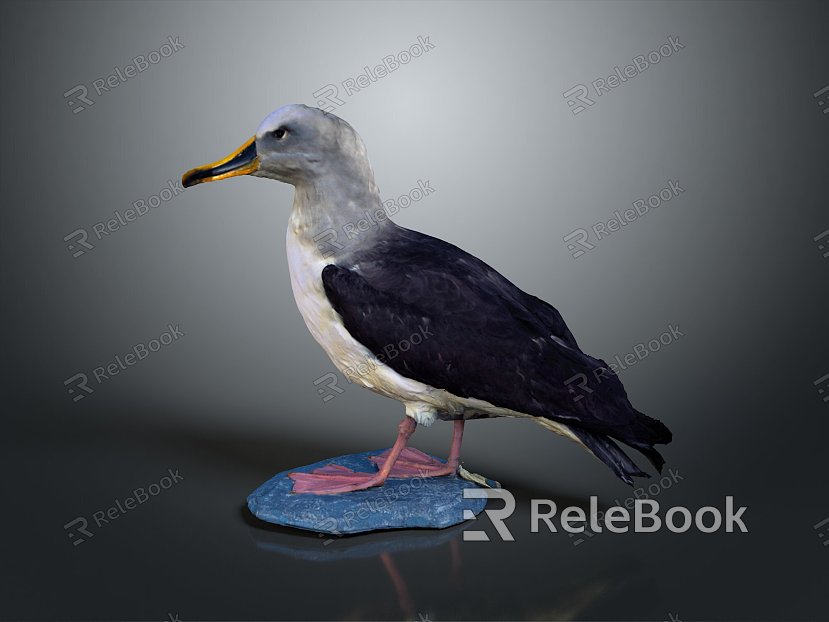 Puffin Arctic Puffin Seabird Animals model