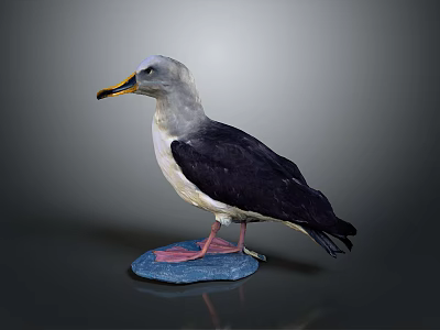 Seagull Specimen with Grey Head Yellow Beak Black Wings White Underbelly Standing on Blue Stone 3d model