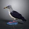 Seagull Specimen with Grey Head Yellow Beak Black Wings White Underbelly Standing on Blue Stone