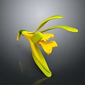 Beautiful Bonsai Plant With Yellow Flowers And Green Leaves On Dark Background