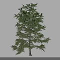 Tall Tree With Lush Green Foliage And Dense Branches Isolated Against Gray Background