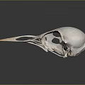 White Bird Skull With Long Beak On Dark Background And Reflection 3d model