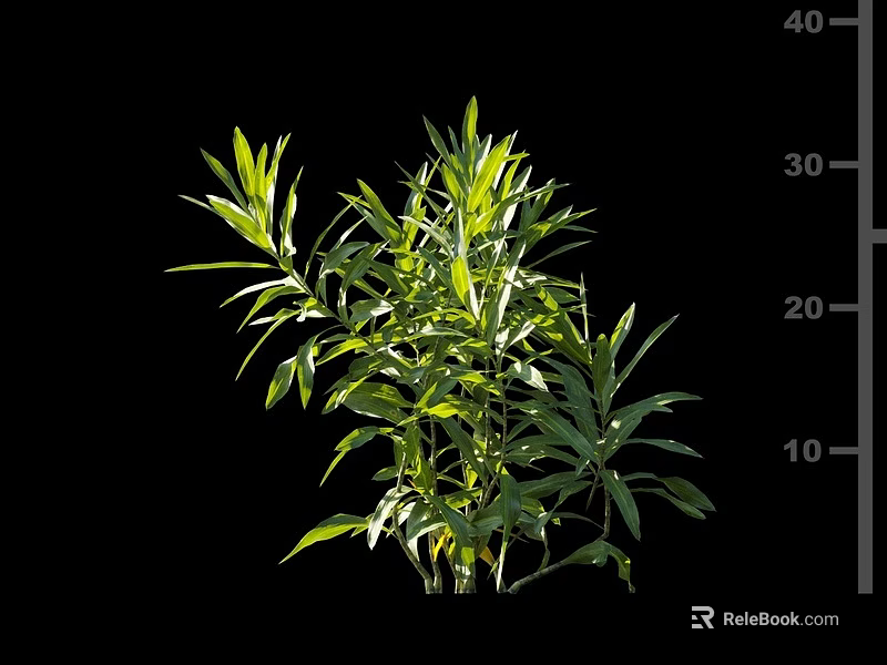 Vibrant Green Shrub With Lush Fresh Leaves And Strong Branch Structure 3d model 