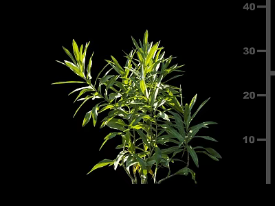 Vibrant Green Shrub With Lush Fresh Leaves And Strong Branch Structure 3d model