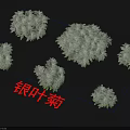 Silver Leaf Chrysanthemum Plants With Silvery Foliage And Bushy Growth For Gardens
