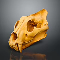 Close Up View Of Animal Skull Skeleton Showing Detailed Anatomical Features On Dark Background