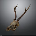 Detailed Deer Skull With Natural Brown Antlers Isolated On Dark Background