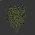 Lush Green Shrub With Multiple Stems And Dense Foliage For Garden Landscaping