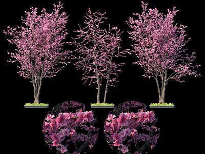 Pink Flowering Trees With Different Bloom Stages And Round Shrubs 3d model