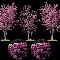 Pink Flowering Trees With Different Bloom Stages And Round Shrubs 3d model
